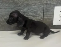 Leo (daple/creme/pie/lh, a male Miniature Dachshund for sale in Aiken, SC – 2 of 2