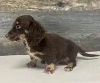 Dax-lh (daple/creme/pie/deluite, a male Miniature Dachshund for sale in Aiken, SC – Photo 2 of 2