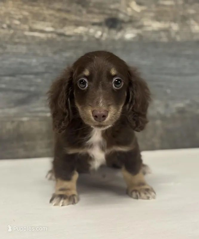 Dax-lh (daple/creme/pie/deluite – Miniature Dachshund puppy for sale in Aiken, SC