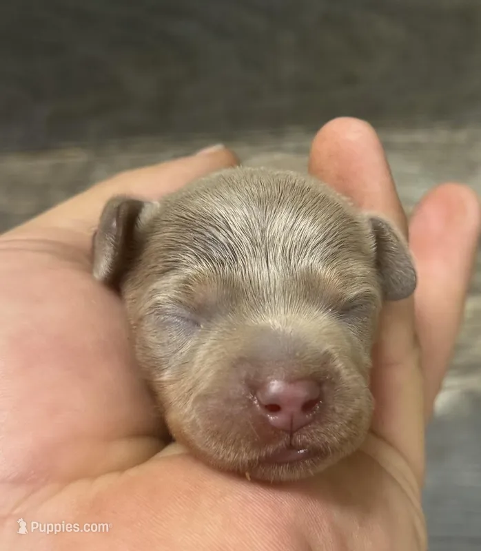 Ginger (daple/creme/deluite/lh – Miniature Dachshund puppy for sale in Aiken, SC