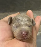 Ginger (daple/creme/deluite/lh, a female Miniature Dachshund for sale in Aiken, SC – Photo 1 of 2