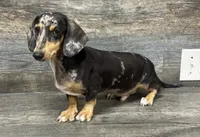 Levi, a male Miniature Dachshund for sale in Aiken, SC – 2 of 2