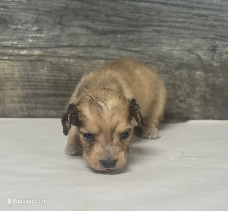 Wells-lh (crème/daple – Miniature Dachshund puppy for sale in Aiken, SC