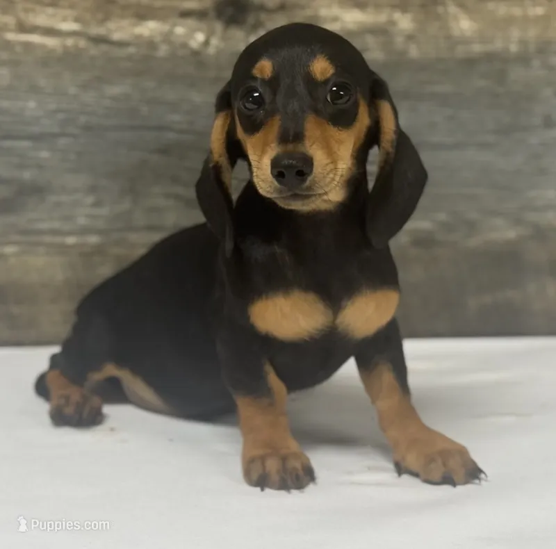 Lady (daple/creme – Miniature Dachshund puppy for sale in Aiken, SC