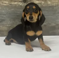 Lady (daple/creme, a female Miniature Dachshund for sale in Aiken, SC – 1 of 3