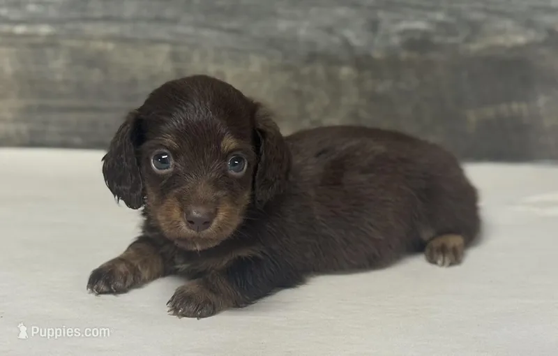 Coco-lh (Deluite/daple/pie/crem-Russian dad – Miniature Dachshund puppy for sale in Aiken, SC
