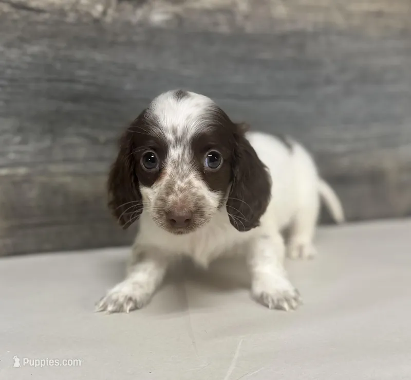 Jack-lh (pet home only – Miniature Dachshund puppy for sale in Aiken, SC