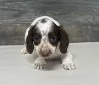 Jack-lh (pet home only, a male Miniature Dachshund for sale in Aiken, SC – Photo 1 of 2