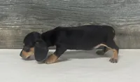 Saddie (daple/creme, a female Miniature Dachshund for sale in Aiken, SC – 2 of 3