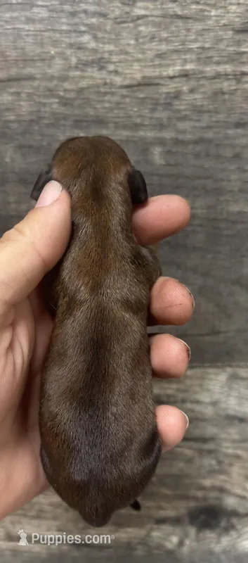 Shady (daple/creme/lh/pied – Miniature Dachshund puppy for sale in Aiken, SC