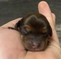 Shady (daple/creme/lh/pied, a female Miniature Dachshund for sale in Aiken, SC – Photo 2 of 2