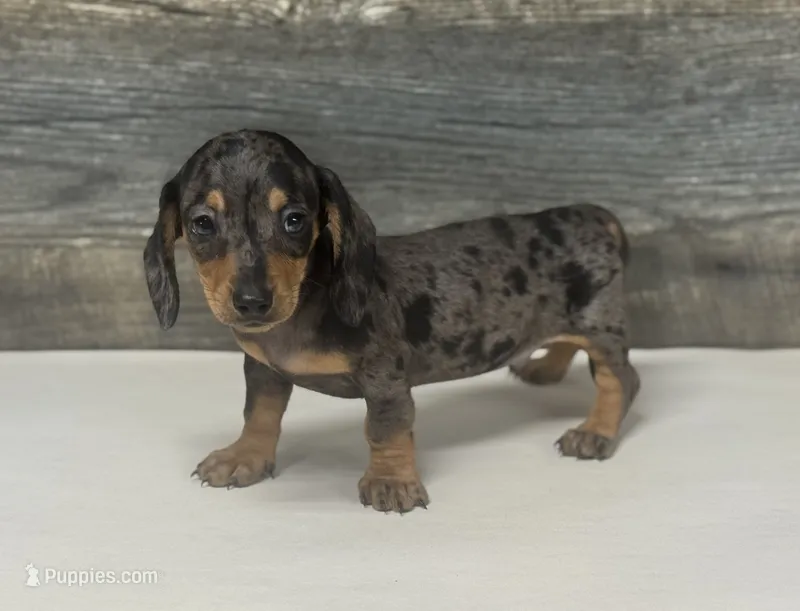 Chevy (daple/creme – Miniature Dachshund puppy for sale in Aiken, SC
