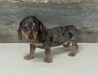 Chevy (daple/creme, a male Miniature Dachshund for sale in Aiken, SC – 1 of 2