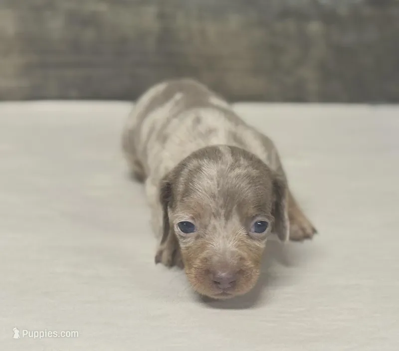 Whiskey (daple/deluite/creme/lh – Miniature Dachshund puppy for sale in Aiken, SC