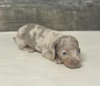 Whiskey (daple/deluite/creme/lh, a male Miniature Dachshund for sale in Aiken, SC – Photo 2 of 3