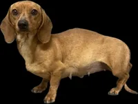 Daisy (small abel hernia)(due in season now)(fix asap), a female Miniature Dachshund for sale in Aiken, SC – 1 of 1
