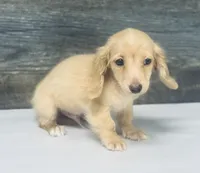 Cash-lh (ee crème/daple and creme, a male Miniature Dachshund for sale in Aiken, SC – 3 of 3