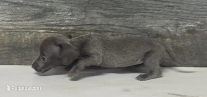 Tank ( daple/lh – Miniature Dachshund puppy for sale in Aiken, SC