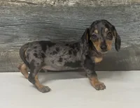 Chevy (daple/creme, a male Miniature Dachshund for sale in Aiken, SC – 2 of 2