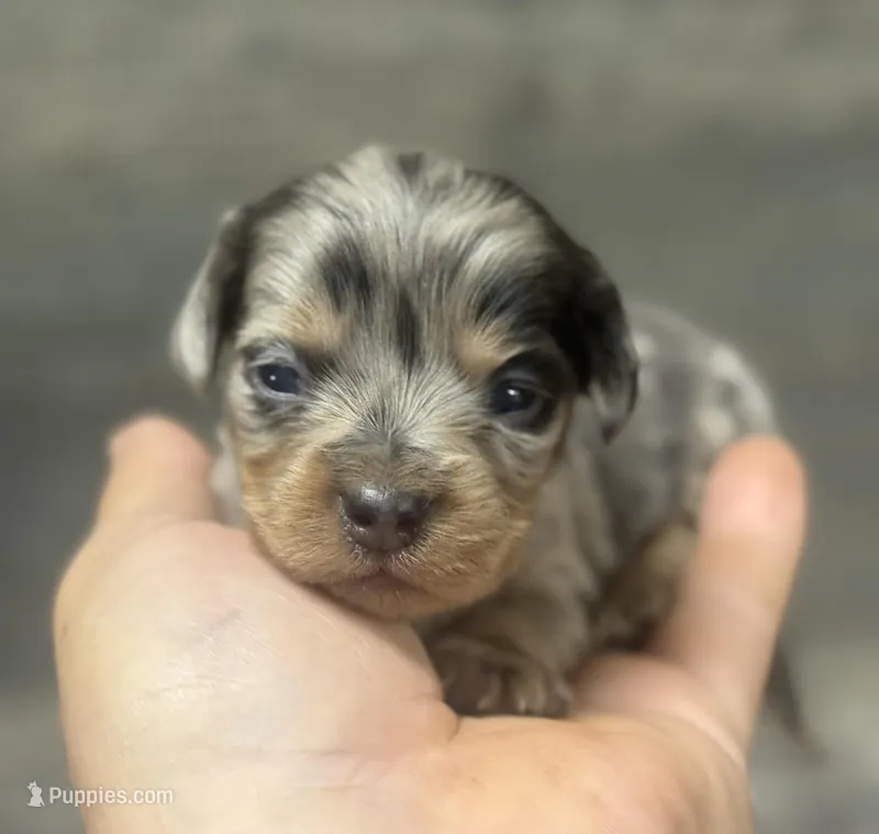 Muffins-lh (Deluite/dapple/creme – Miniature Dachshund puppy for sale in Aiken, SC