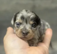 Muffins-lh (Deluite/dapple/creme, a female Miniature Dachshund for sale in Aiken, SC – Photo 1 of 2