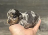 Muffins-lh (Deluite/dapple/creme, a female Miniature Dachshund for sale in Aiken, SC – Photo 2 of 2
