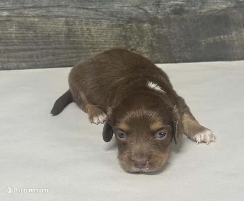 Coco-lh (daple/creme/piebald/deluite – Miniature Dachshund puppy for sale in Aiken, SC