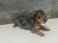 Ginger (daple/creme, a female Miniature Dachshund for sale in Aiken, SC – 3 of 4