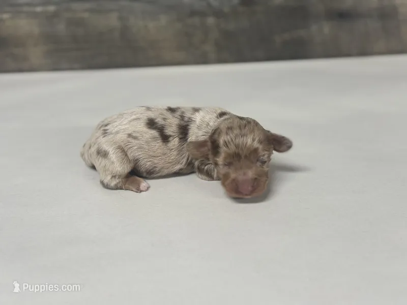 Axle-lh – Miniature Dachshund puppy for sale in Aiken, SC