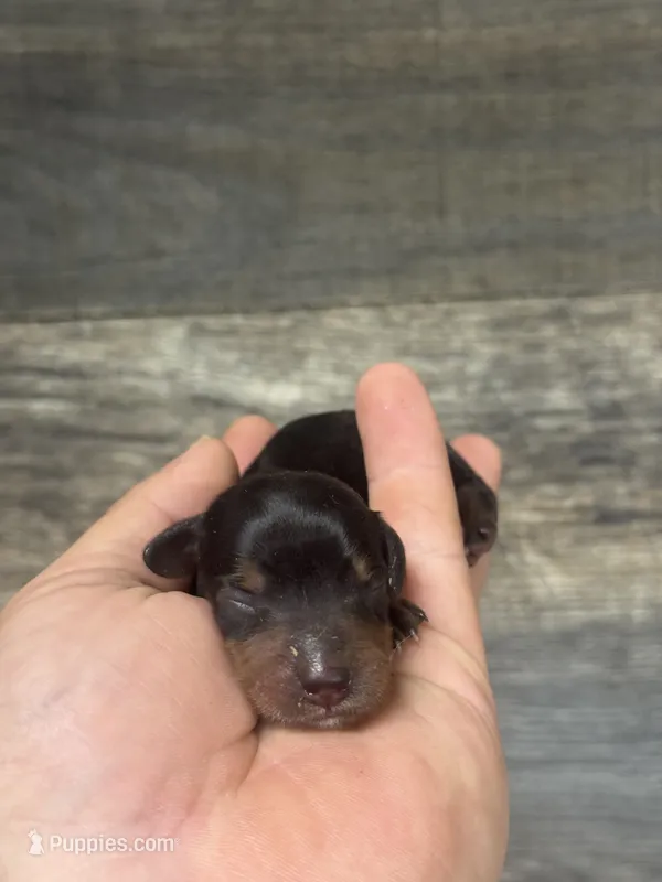 Teddy (crème/pie/daple/lh – Miniature Dachshund puppy for sale in Aiken, SC