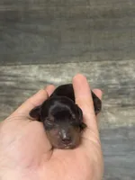 Teddy (crème/pie/daple/lh, a male Miniature Dachshund for sale in Aiken, SC – 1 of 2