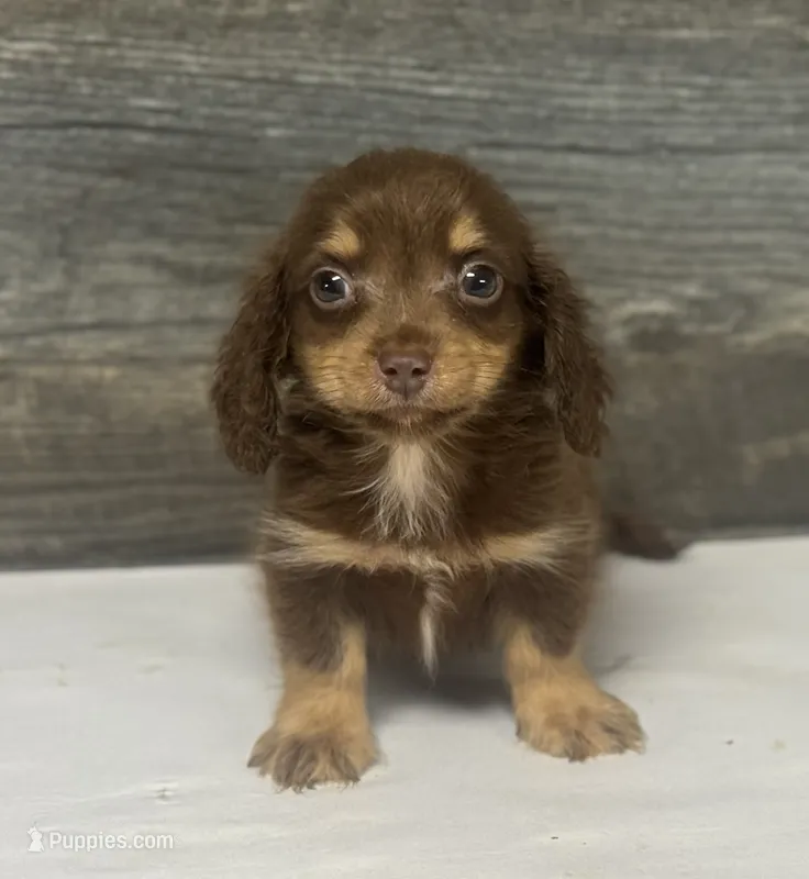 Max-lh (daple/creme/deluite/pie – Miniature Dachshund puppy for sale in Aiken, SC