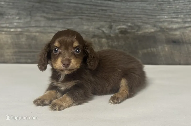 Brownie-lh (crème/deluite/daple/pie – Miniature Dachshund puppy for sale in Aiken, SC