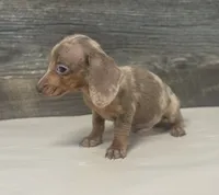 Dime (lh/creme/daple/deluite, a male Miniature Dachshund for sale in Aiken, SC – 2 of 2