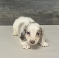 Chex-lh (daple/deluite/creme/pie, a male Miniature Bull Terrier for sale in Aiken, SC – Photo 2 of 2