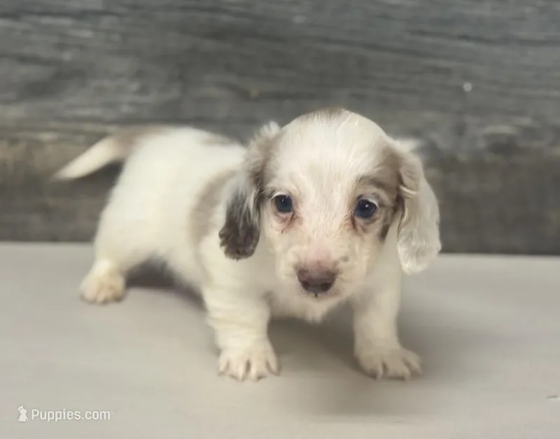 Chex-lh (daple/deluite/creme/pie – Miniature Bull Terrier puppy for sale in Aiken, SC