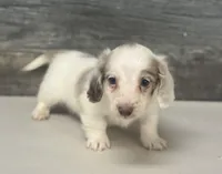 Chex-lh (daple/deluite/creme/pie, a male Miniature Bull Terrier for sale in Aiken, SC – Photo 1 of 2