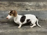 Akc Bella , a female Miniature Dachshund for sale in Aiken, SC – 2 of 2