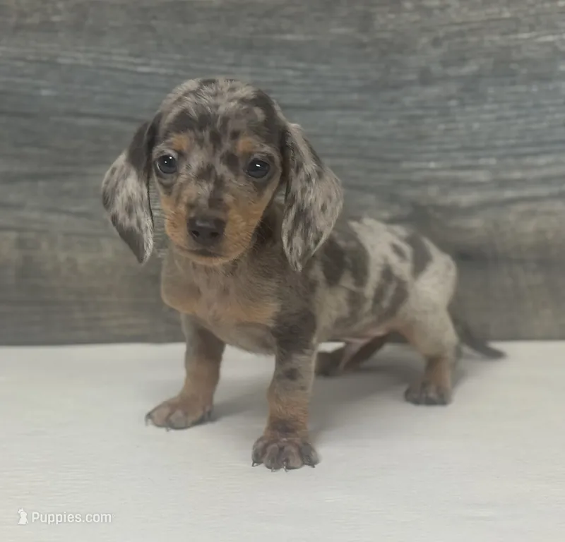 Gomez (daple/creme/deluite/pie/lh – Miniature Dachshund puppy for sale in Aiken, SC