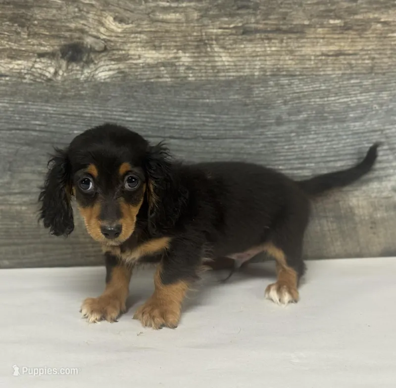 Jack-lh (Deluite/daple/pie, a male Miniature Dachshund for sale in Aiken, SC – Photo 1 of 1