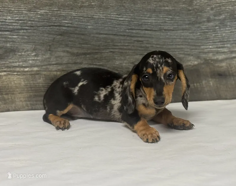 Buddy (daple/creme – Miniature Dachshund puppy for sale in Aiken, SC