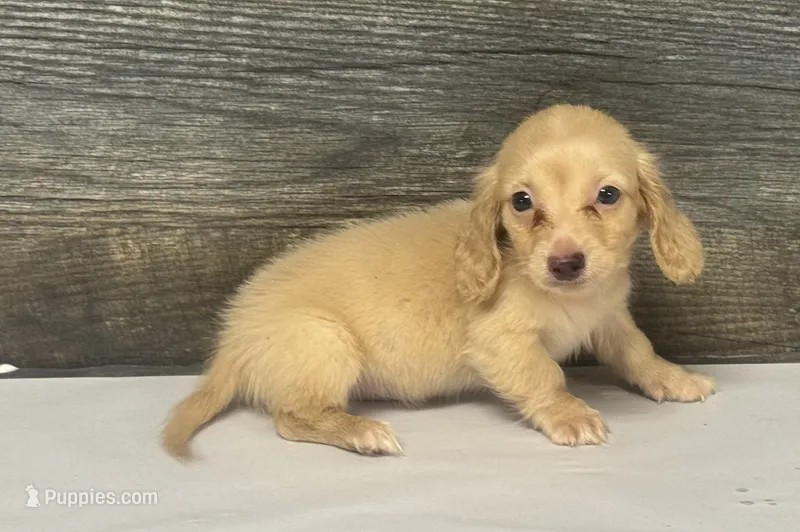 Cash-lh (crème/daple) (pet home) – Miniature Dachshund puppy for sale in Aiken, SC