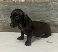 Ace (pie/creme/daple, a male Miniature Dachshund for sale in Aiken, SC – 2 of 2