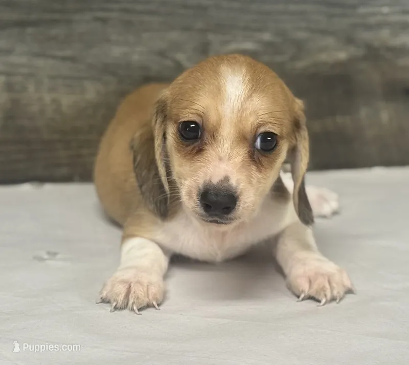 Blondie (crème/choclate/pie/lh -Russian dad – Miniature Dachshund puppy for sale in Aiken, SC