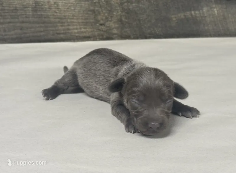 Betty (daple/deluite/lh – Miniature Dachshund puppy for sale in Aiken, SC