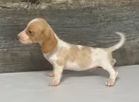 Link (crème/daple/lh/deluite- russian import dad, a male Miniature Dachshund for sale in Aiken, SC – 3 of 4