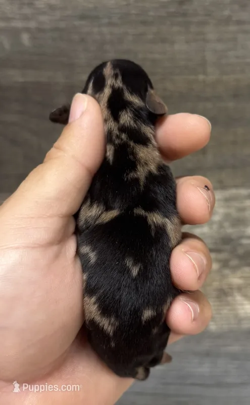 Bambam (crème/deluite/daple/lh – Miniature Dachshund puppy for sale in Aiken, SC