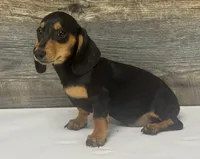 Ginger (daple/creme/lh, a female Miniature Dachshund for sale in Aiken, SC – 3 of 3