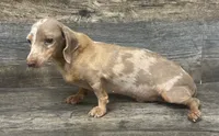 Lil whiskey (daple/deluite/lh (small), a male Miniature Dachshund for sale in Aiken, SC – 2 of 4