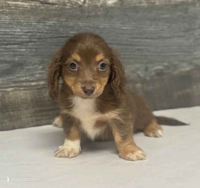 Coco-lh (crème/deluite/daple/pie – Miniature Dachshund puppy for sale in Aiken, SC